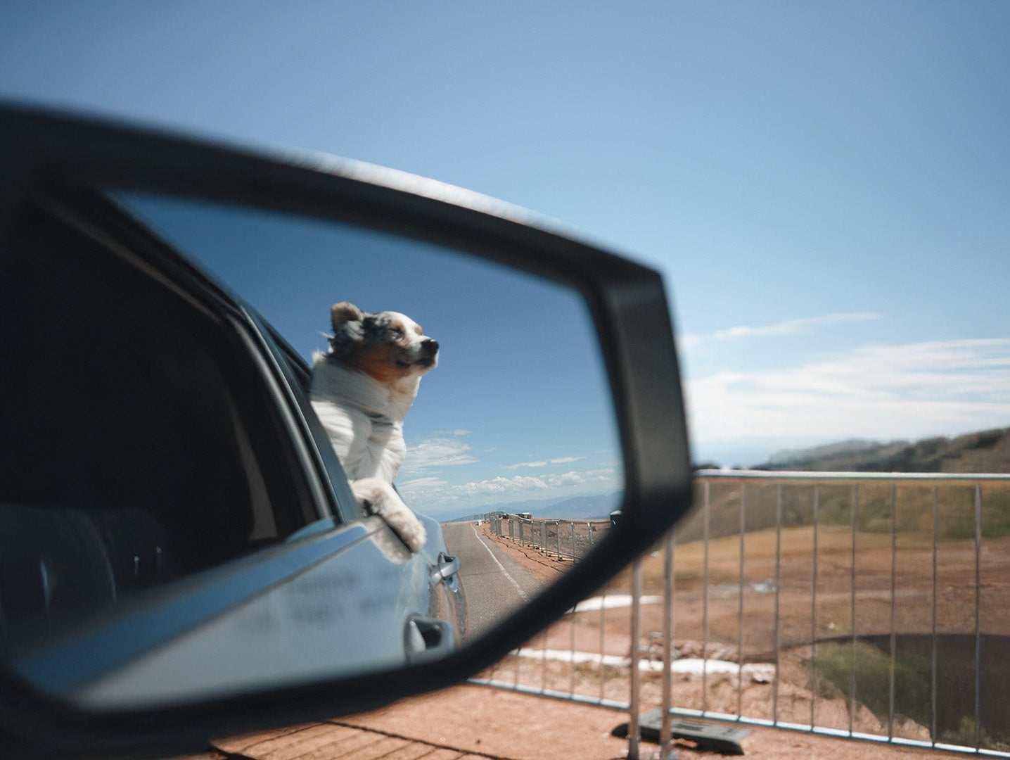 Dog riding in car with crash tested dog seat belt