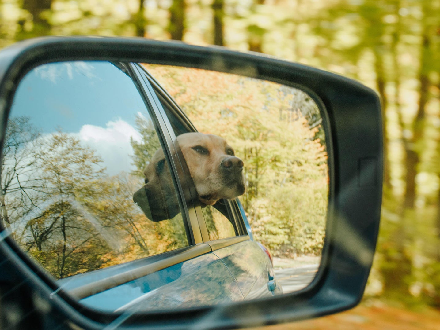 Dog with crash tested dog seat belt sticking head out window