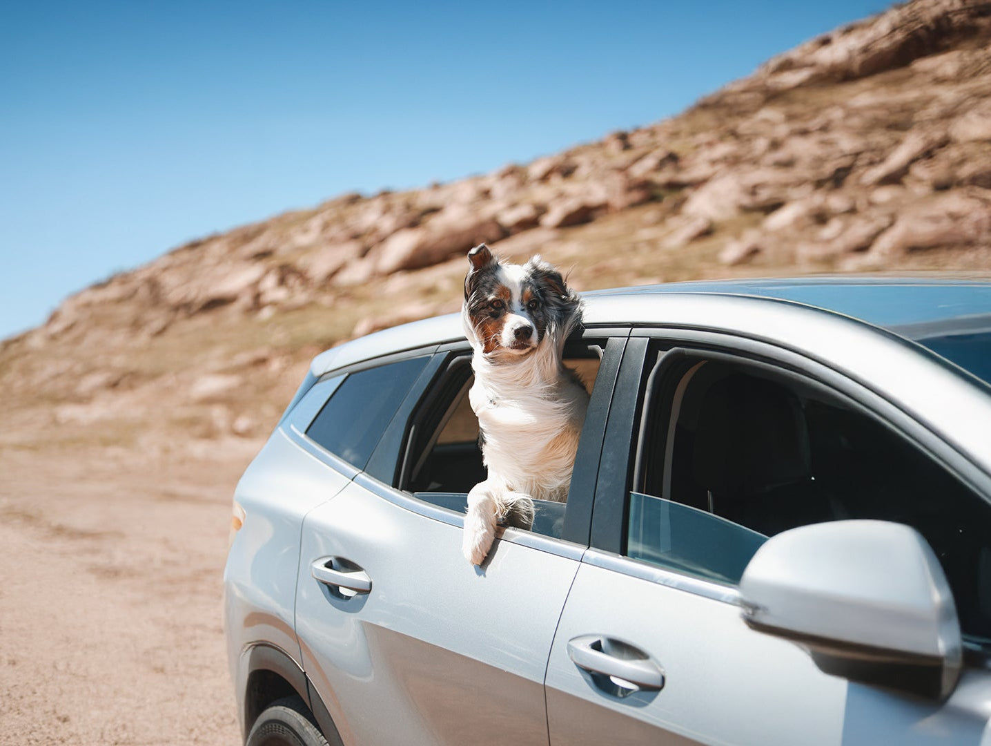Dog riding in car with crash bark belt dog seat belt