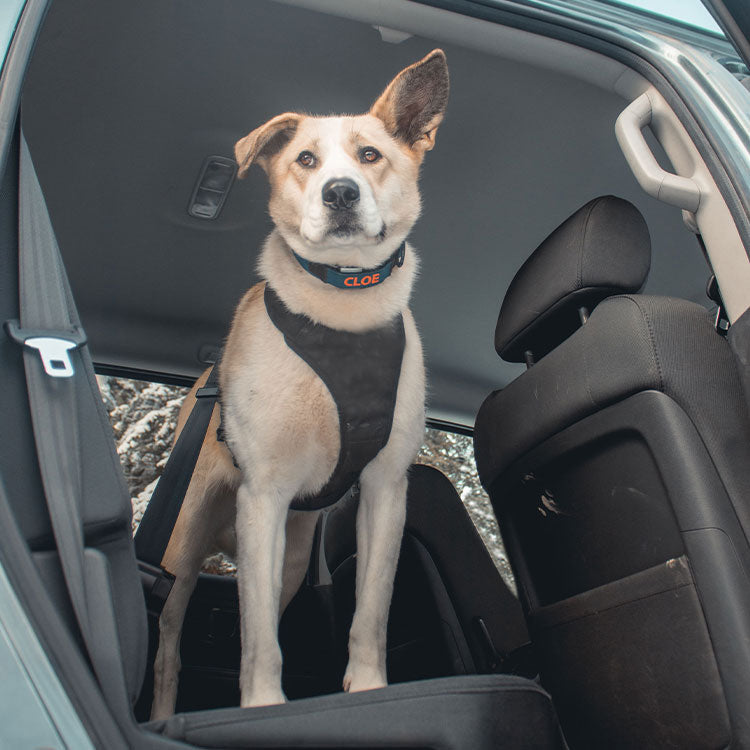 Crash Test 101: The Essential Canine Crash Test Guide