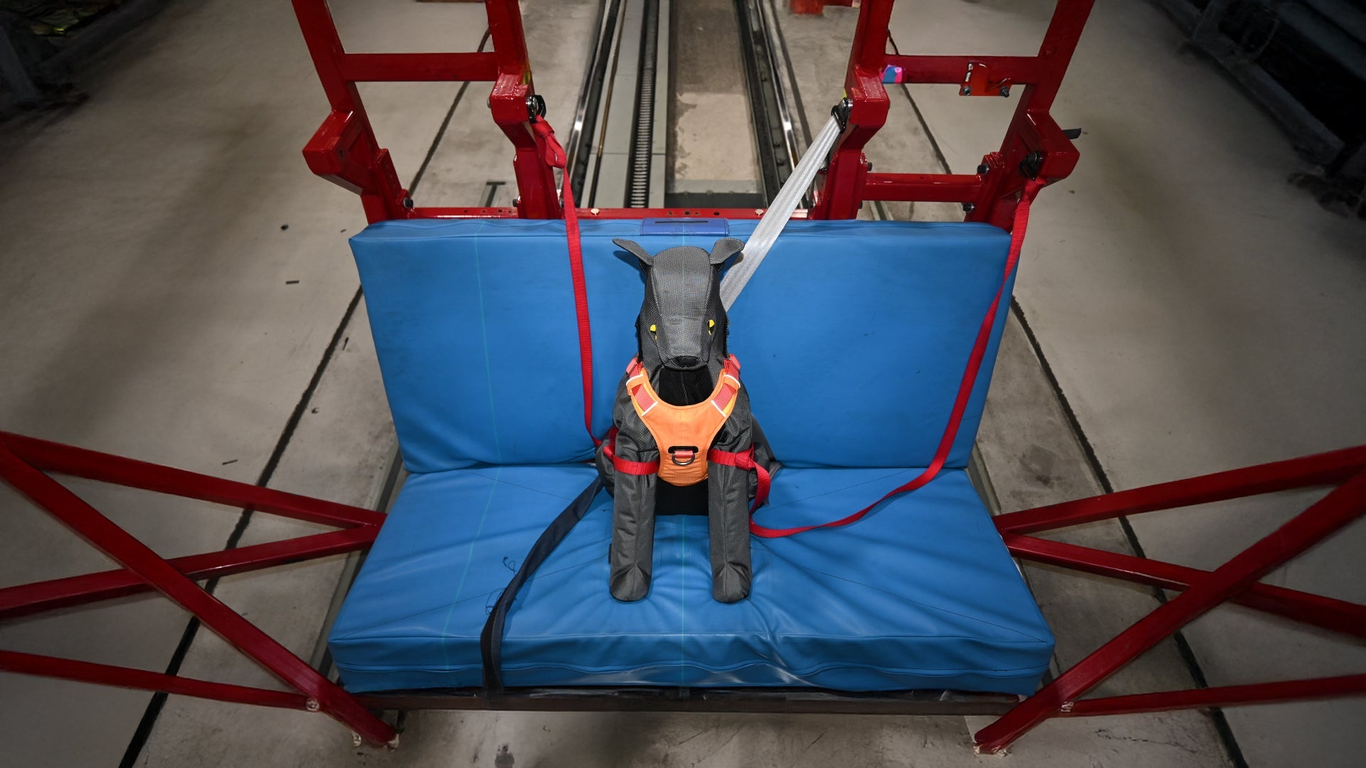 Bark Belt Crash Test Dummy in Crash Test