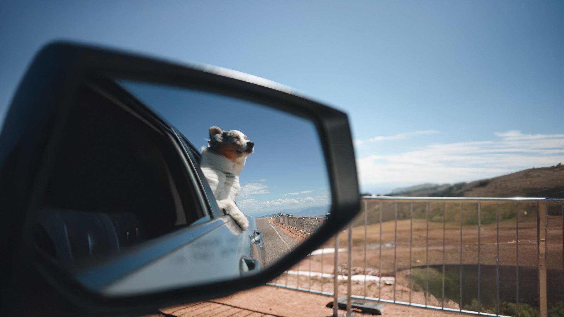 Dog riding in car with crash tested dog seat belt