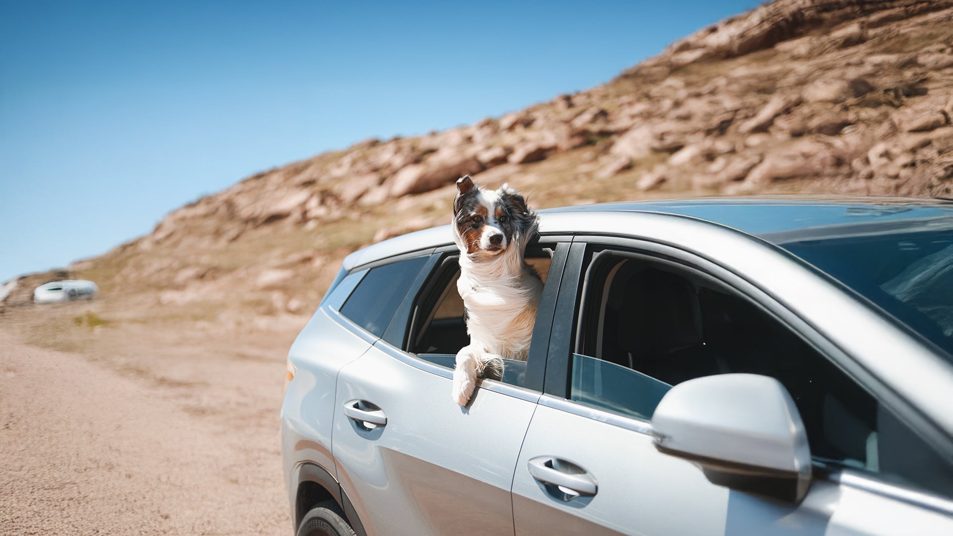 Dog riding in car with crash bark belt dog seat belt