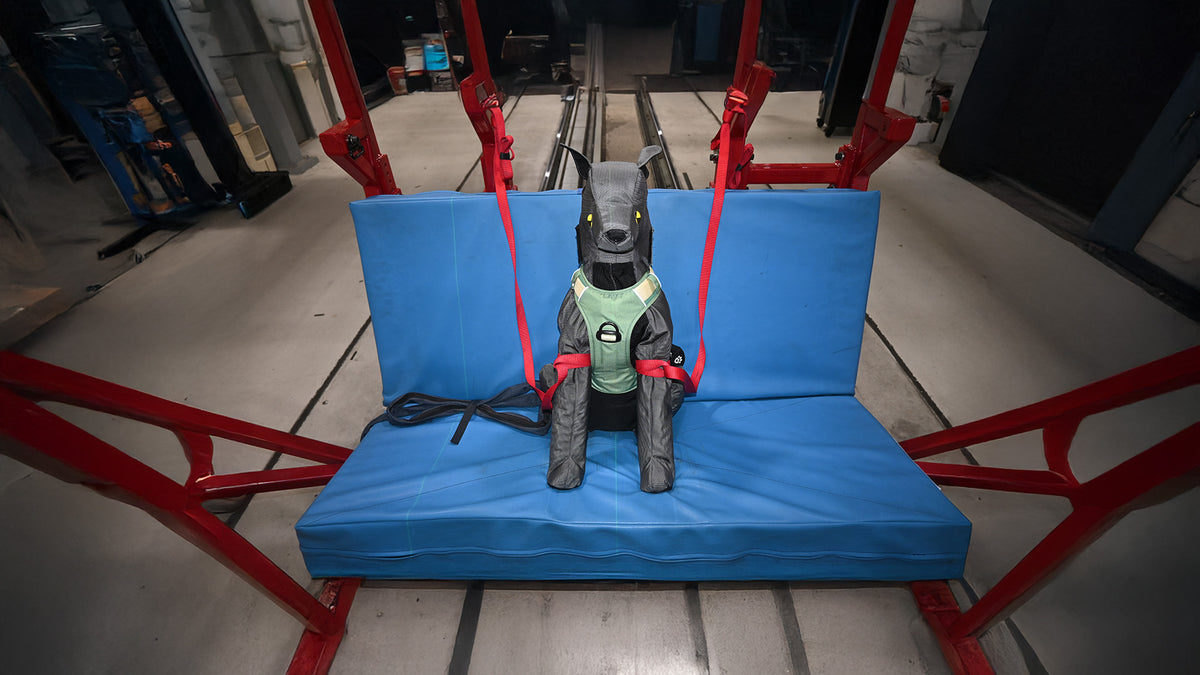 Instrumented canine dummy prepared for frontal crash testing
