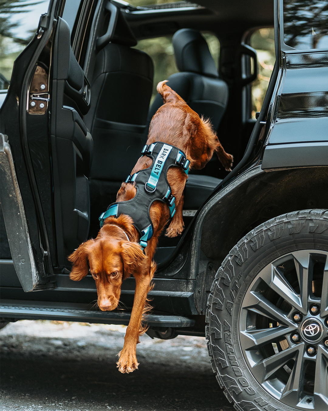 Guardian 360 crash tested dog harness